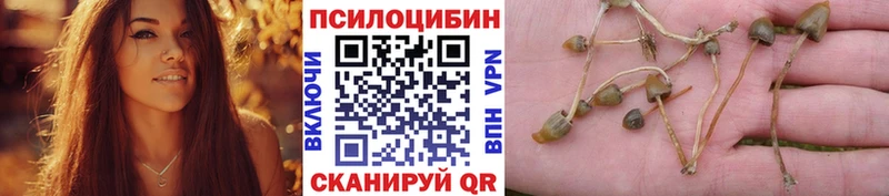 Псилоцибиновые грибы мицелий купить наркоту blacksprut зеркало Узловая
